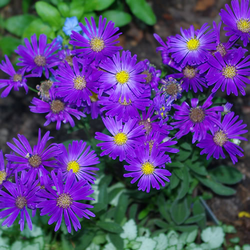 Aster nova-belgii Blue Autumn